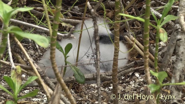 アカオネッタイチョウ - ML201400941