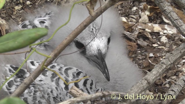 アカオネッタイチョウ - ML201400951