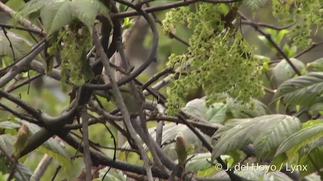 Lemon-rumped Warbler - ML201400971