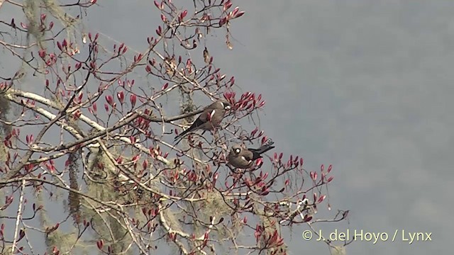 Brown Bullfinch (Brown) - ML201401071