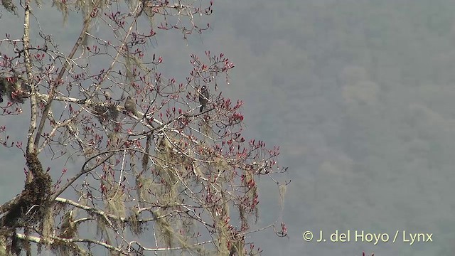 Brown Bullfinch (Brown) - ML201401081