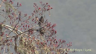  - Brown Bullfinch (Brown)