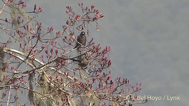 Brown Bullfinch (Brown) - ML201401091