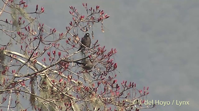 Brown Bullfinch (Brown) - ML201401091