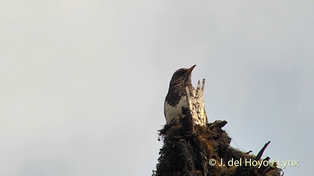 Дрізд чорноволий - ML201401111