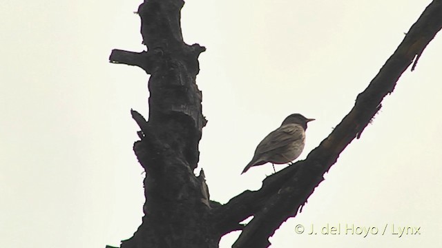 Дрізд чорноволий - ML201401121