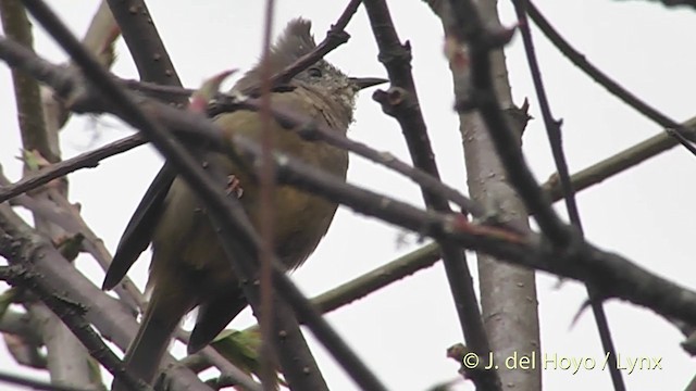 Stripe-throated Yuhina - ML201401141