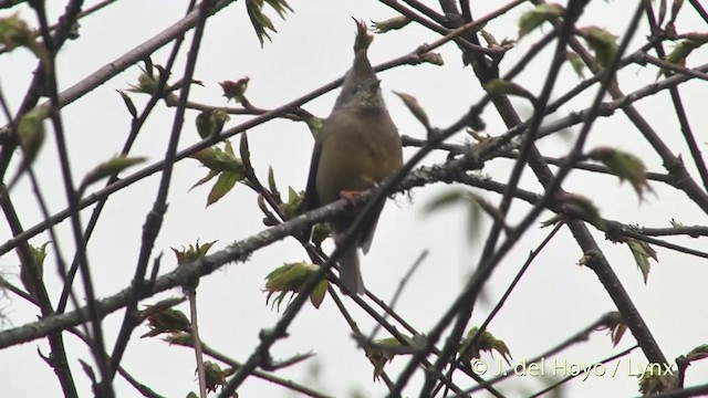 Çizgili Gıdılı Yuhina - ML201401151