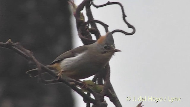 Rufous-vented Yuhina - ML201401161