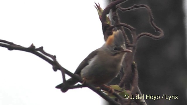 Rufous-vented Yuhina - ML201401171