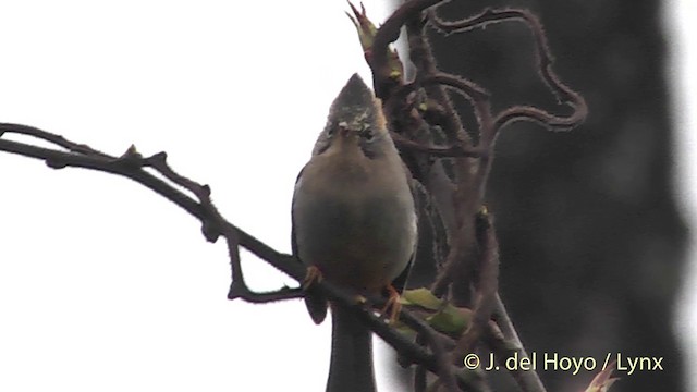 Yuhina Ventrirrufa - ML201401181