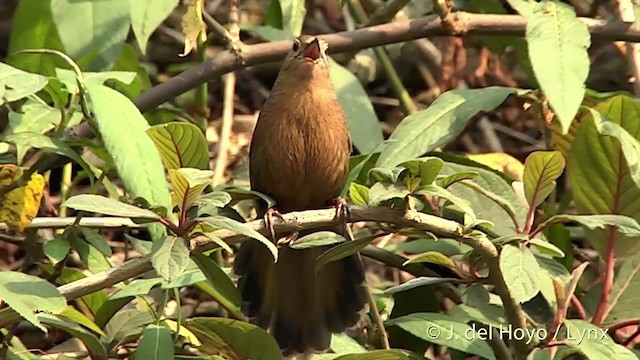 Bhutan Laughingthrush - ML201401191