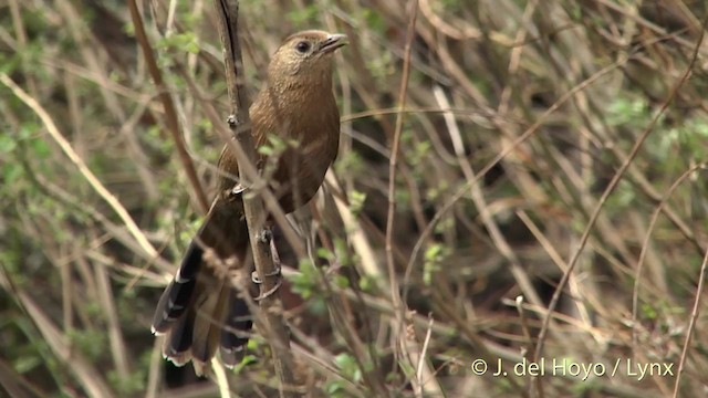 Bhutan Laughingthrush - ML201401201