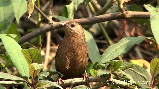 Bhutan Laughingthrush - ML201401211