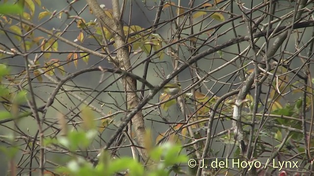 Black-faced Warbler - ML201401221