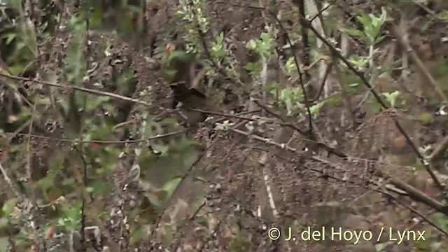 Rusty-fronted Barwing - ML201401231