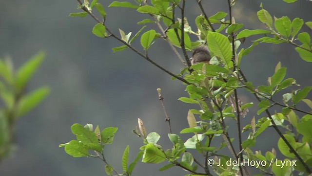 Rusty-fronted Barwing - ML201401241