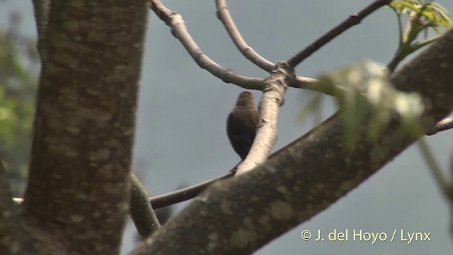 Dark-rumped Rosefinch - ML201401261