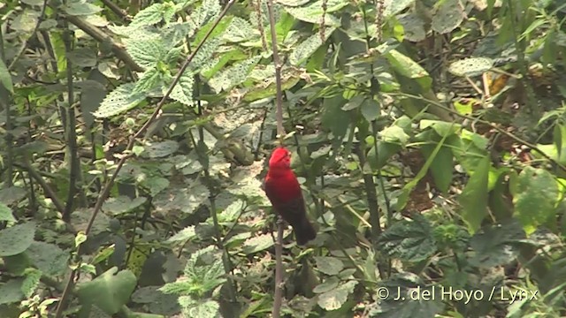 Scarlet Finch - ML201401381