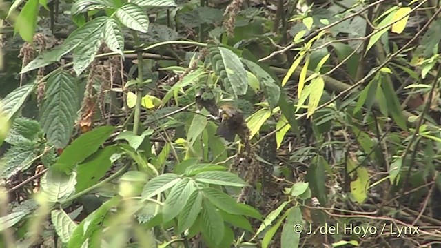 Camachuelo Escarlata - ML201401391