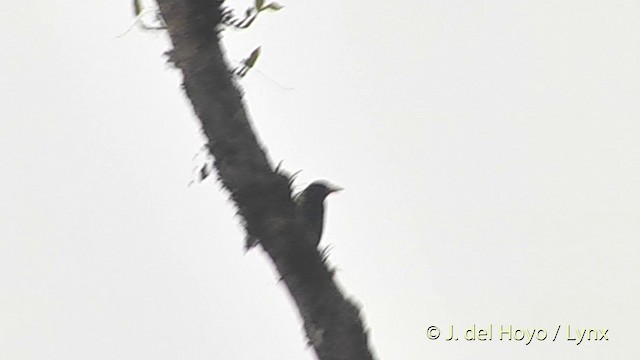 Great Barbet - ML201401411