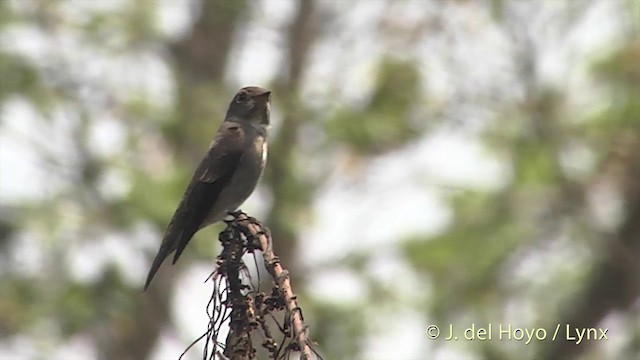 Papamoscas Siberiano - ML201401421