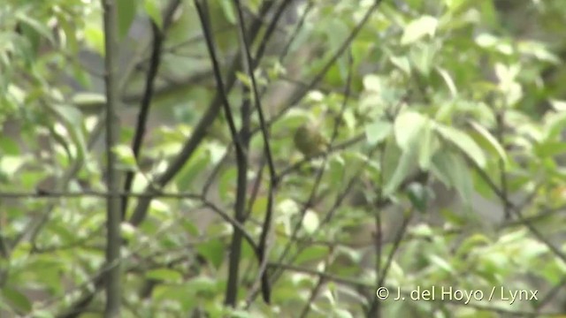 Yellow-browed Warbler - ML201401461