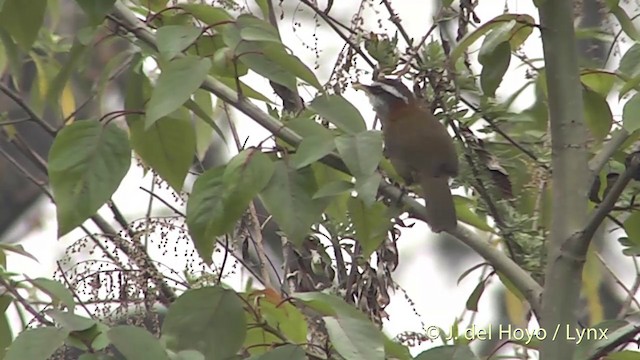 Streak-breasted Scimitar-Babbler - ML201401471