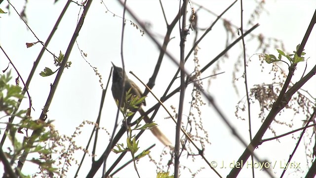 Black-throated Prinia - ML201401491