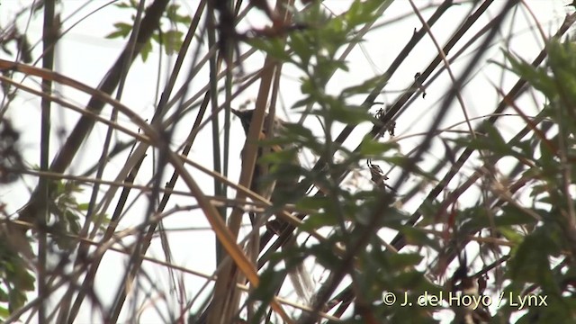 Prinia Gorjinegra - ML201401501