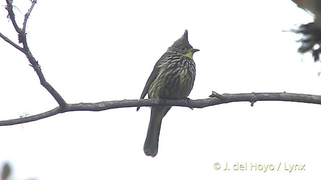 Striated Bulbul - ML201401511