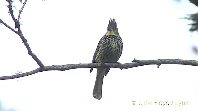 Bulbul Estriado - ML201401521