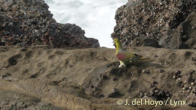 White-bellied Green-Pigeon - ML201401731