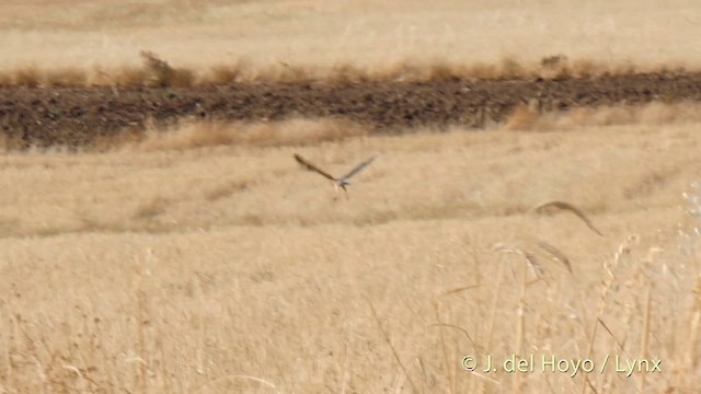 Montagu's Harrier - ML201401981