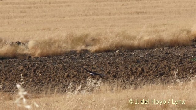 Montagu's Harrier - ML201401991