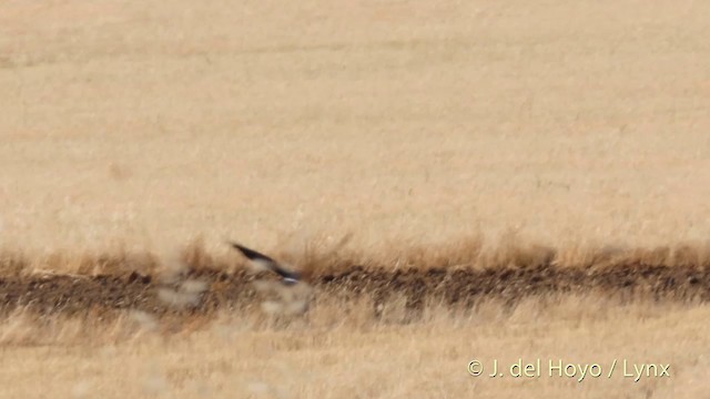 Montagu's Harrier - ML201402001