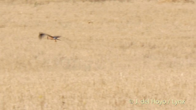 Montagu's Harrier - ML201402011