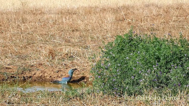 European Roller - ML201402041