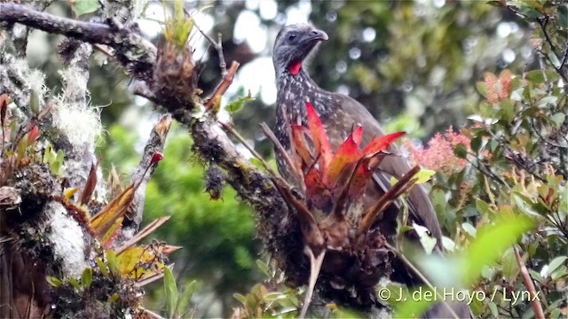 Bearded Guan - ML201402131