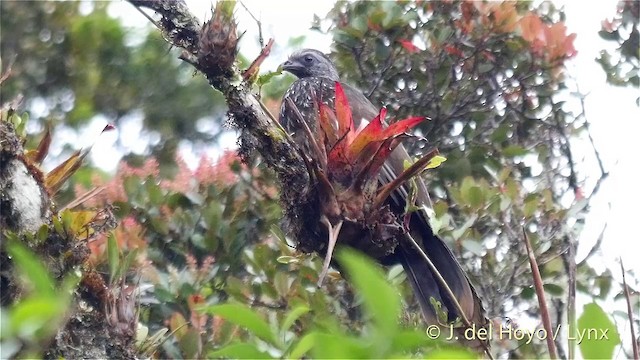 Bearded Guan - ML201402141