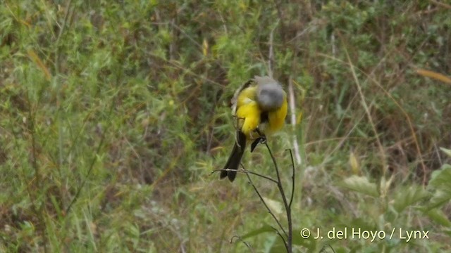 Tropical Kingbird - ML201402181