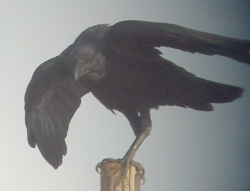 Fan-tailed Raven - ML20140221