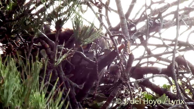 Culebrera Europea - ML201402271