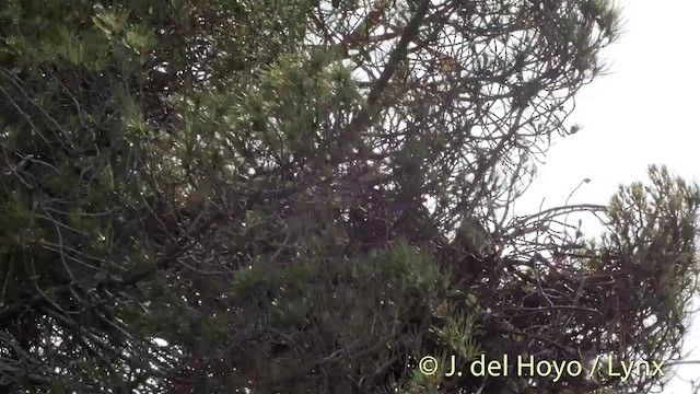Culebrera Europea - ML201402281