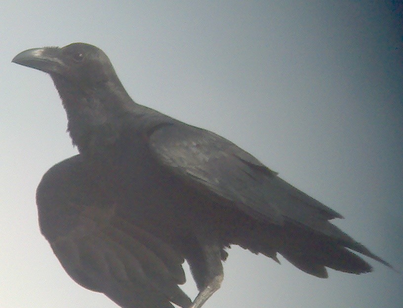 Fan-tailed Raven - ML20140231