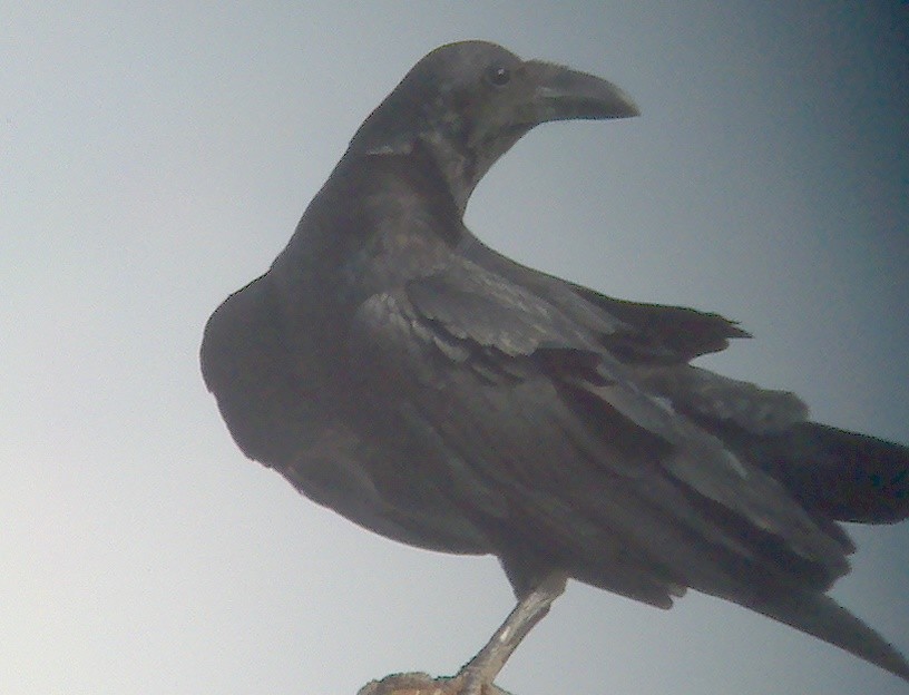 Fan-tailed Raven - ML20140241