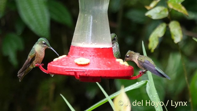 Violet-tailed Sylph - ML201402461