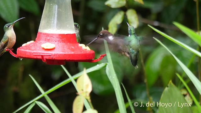 White-throated Daggerbill - ML201402491