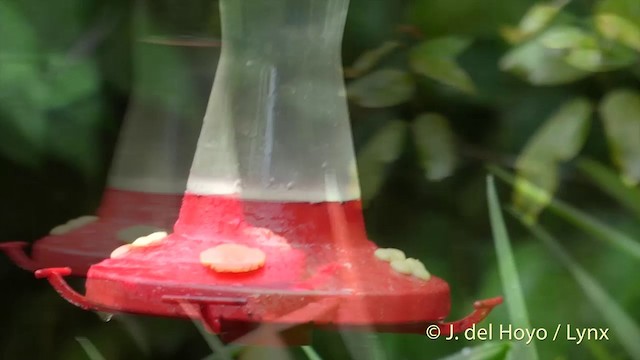 kolibřík blýskavý - ML201402511