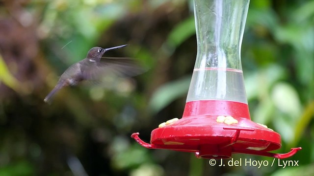 Brown Inca - ML201402521